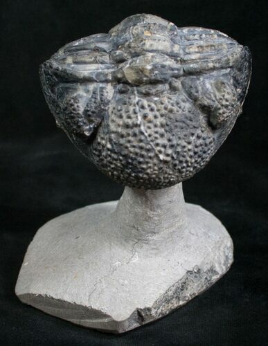 Large Enrolled Drotops Trilobite On Pedestal #8553